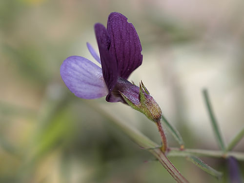 Lathyrus angulatus